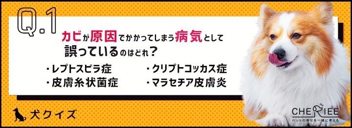 【クイズ】梅雨の時期は特に気をつけて！カビが原因の犬の病気のアイキャッチ画像