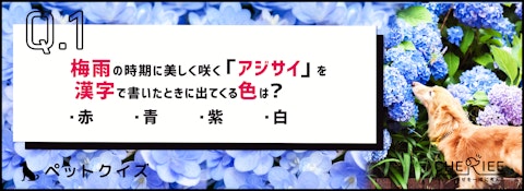 【クイズ】人間にもペットにも毒！意外と知らないアジサイの危険性のアイキャッチ画像