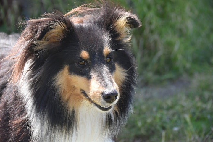 犬の去勢によって得られるメリットとデメリット