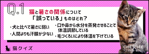 【猫クイズ】湿度にも気をつけて！梅雨に気をつけたい湿気・暑さ対策のアイキャッチ画像
