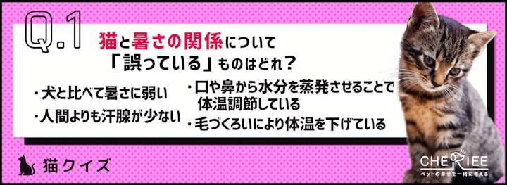 【猫クイズ】湿度にも気をつけて！梅雨に気をつけたい湿気・暑さ対策のアイキャッチ画像
