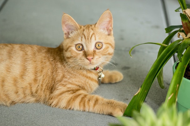 【獣医師監修】詳しく解説！猫の寄生虫の種類と予防方法のアイキャッチ画像