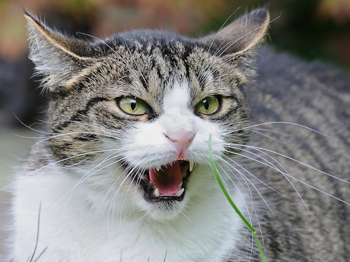 猫の避妊・去勢のメリットとデメリット