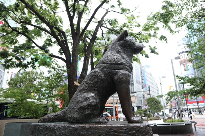 日本で最も有名な犬と言っても過言ではないのが秋田犬のハチ公