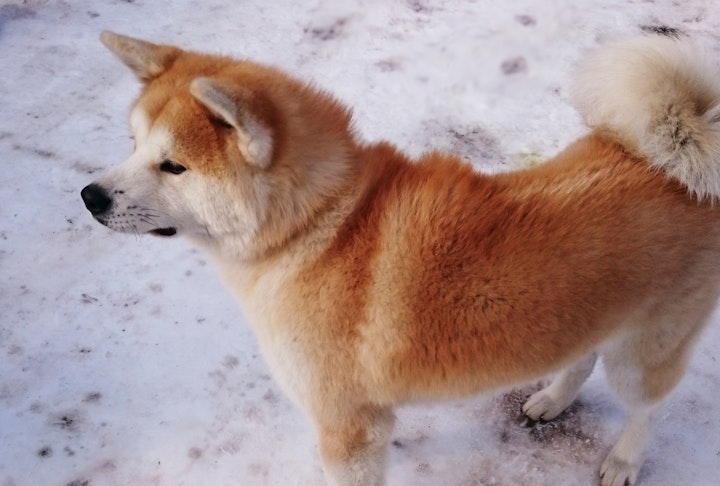 わさおにみる秋田犬の魅力