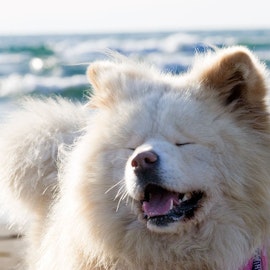 ブサかわ犬「わさお」が逝去。世界中で人気の秋田犬の魅力とはのアイキャッチ画像