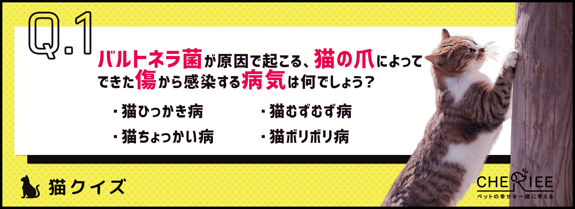 【猫クイズ】飼い主に感染する危険も！猫の爪切りの重要性