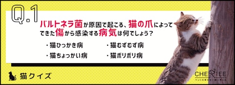 【猫クイズ】飼い主に感染する危険も！猫の爪切りの重要性のアイキャッチ画像