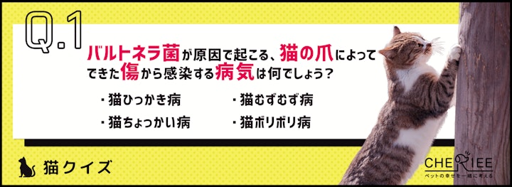【猫クイズ】飼い主に感染する危険も！猫の爪切りの重要性のアイキャッチ画像