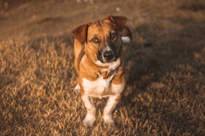 【獣医師監修】狂犬病のワクチン接種。今年は12月31日までに打とう。のアイキャッチ画像