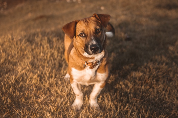 【獣医師監修】狂犬病のワクチン接種。今年は12月31日までに打とう。 - CHERIEE あにまるマガジン