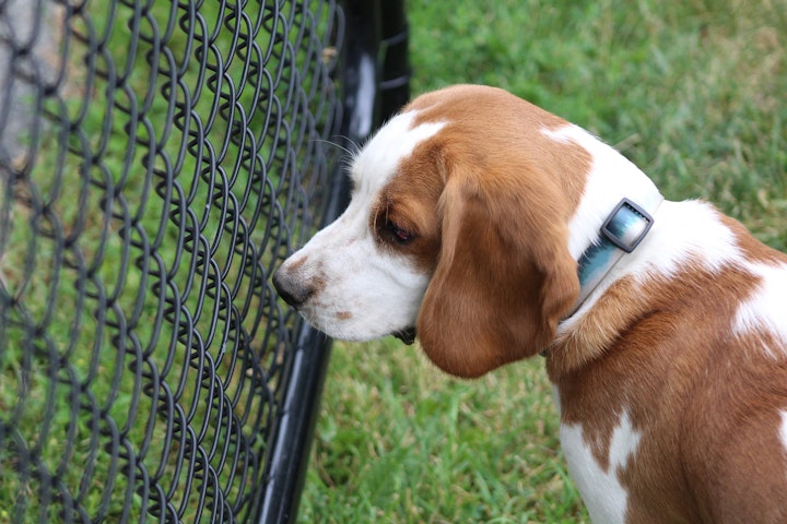 狂犬病とはどんな病気なのか？