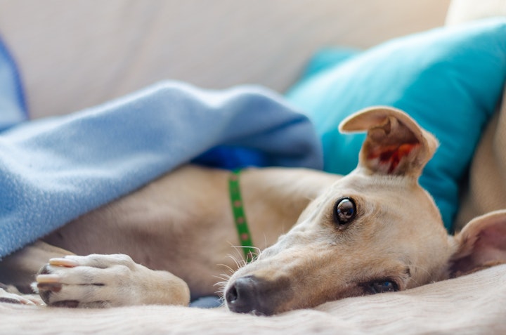 狂犬病　ワクチン　予防接種