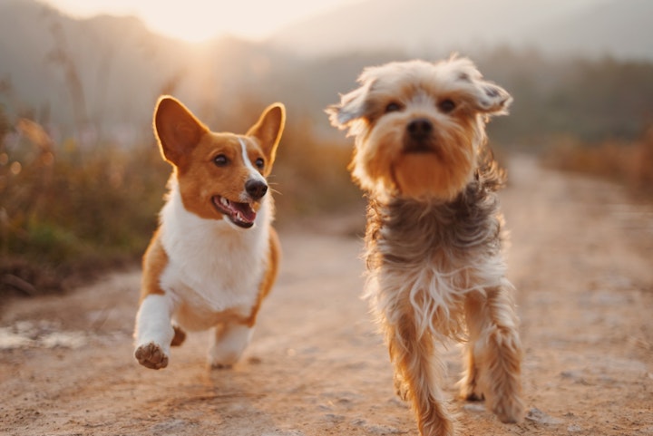 狂犬病の予防接種は法律で義務づけられている