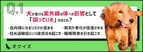 【クイズ】これからの時期に気をつけたい犬の紫外線対策のアイキャッチ画像