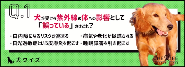 【クイズ】これからの時期に気をつけたい犬の紫外線対策のアイキャッチ画像