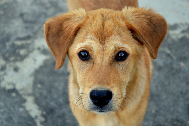 犬　飼い主　食べる　原因