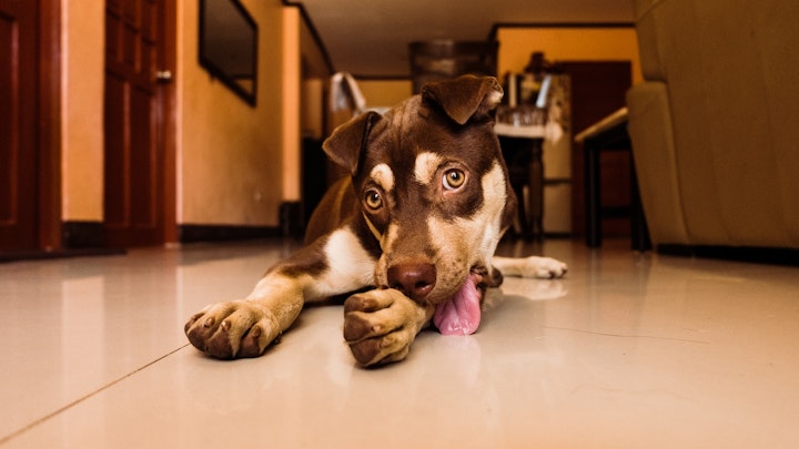 犬　飼い主　食べる　事件