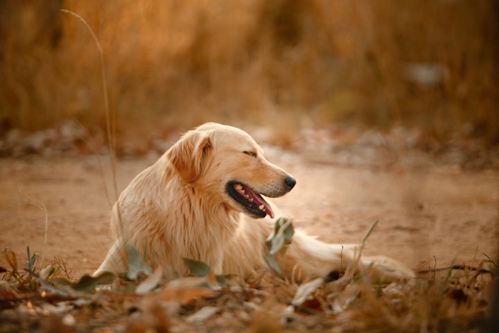 犬伝染性肝炎という感染症。ワクチン、打ちましたか？