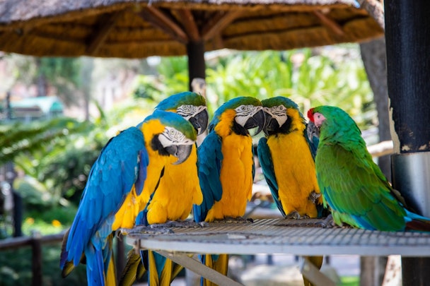 【ニュース】迷子のインコが自宅の住所を喋り、飼い主の元に無事生還のアイキャッチ画像