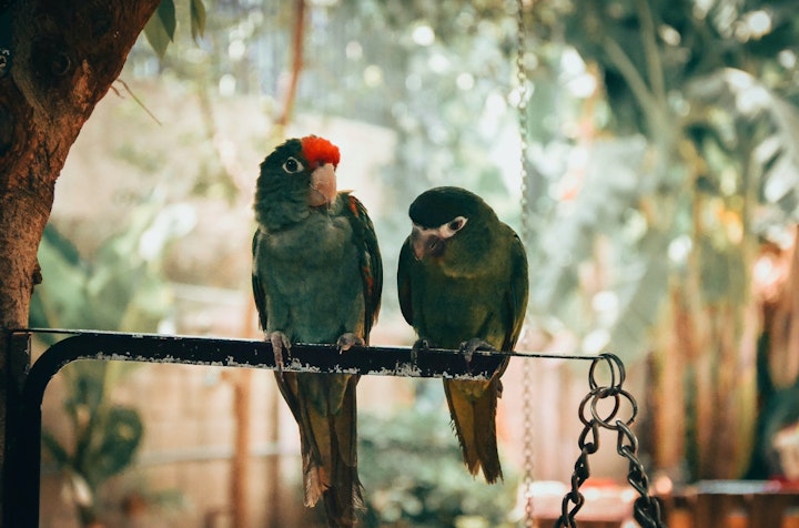 インコ　言葉　喋る　住所　飼い方　