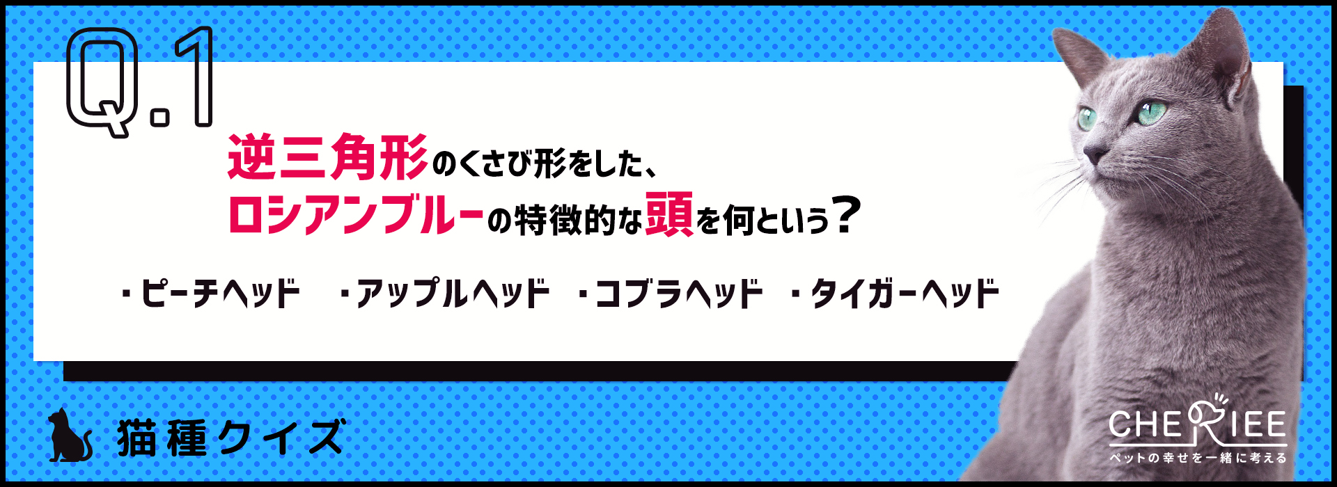 【猫種クイズ】スレンダーで美しい青い毛並みのロシアンブルーの魅力