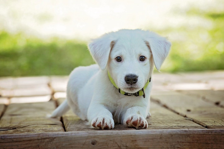 フィラリア症　犬糸状虫症　症状