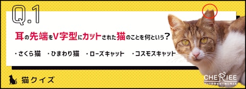 【猫クイズ】耳を切られた猫がいる！喧嘩？虐待？そんな疑問を解決！のアイキャッチ画像