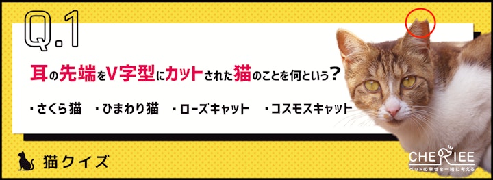 【猫クイズ】耳を切られた猫がいる！喧嘩？虐待？そんな疑問を解決！のアイキャッチ画像