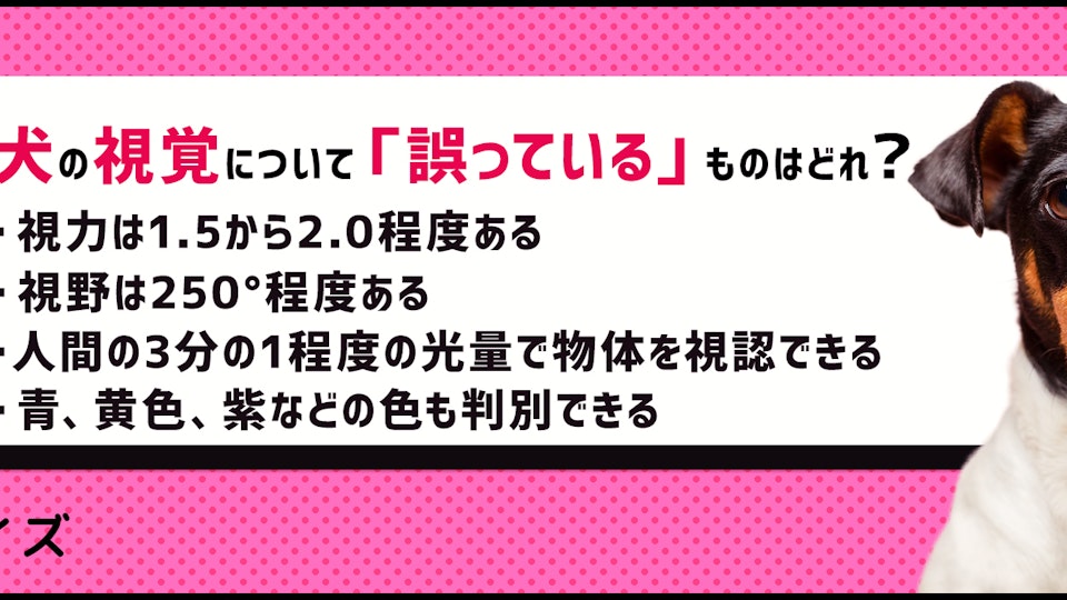 【クイズ】私たちとはこんなにも違う!人間と犬の五感の比較