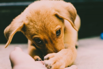 【寄生虫】犬だけでなくヒトにも病害を与える瓜実条虫とその予防法のアイキャッチ画像