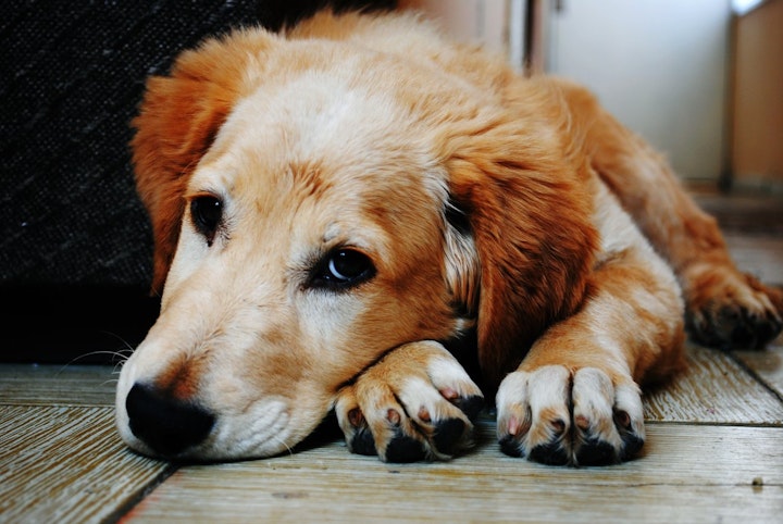 犬鞭虫 犬 ペット 予防 獣医 寄生虫 感染症