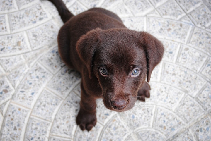 犬　人間　年齢換算