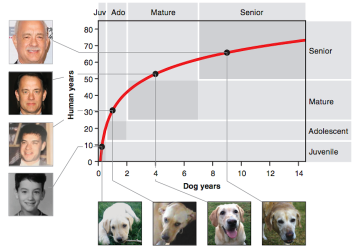 犬　人間　年齢換算　論文