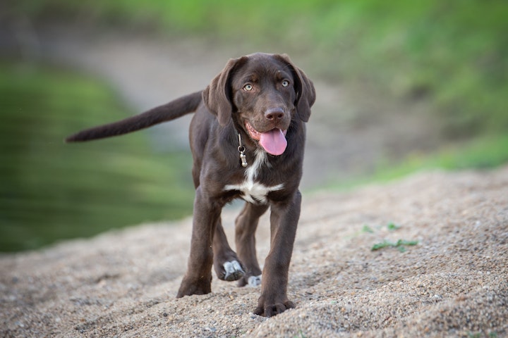 犬　人間　年齢換算