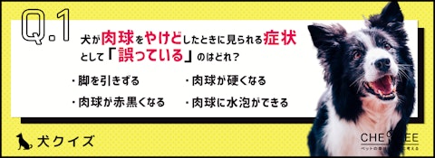 【クイズ】肉球もやけどする！真夏の散歩はアスファルトに要注意！のアイキャッチ画像