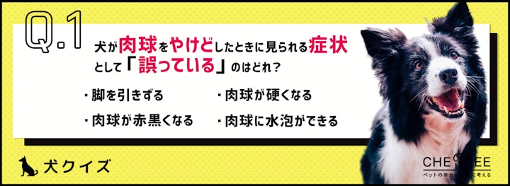 【クイズ】肉球もやけどする！真夏の散歩はアスファルトに要注意！のアイキャッチ画像