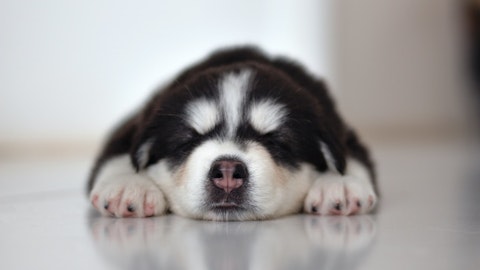 【獣医師監修】ノミの放置で人にも?ノミ予防で愛犬も飼い主も健康にのアイキャッチ画像