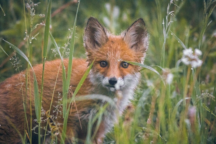 北海道では特に注意！キツネが媒介するエキノコックス症とは？ - CHERIEE あにまるマガジン