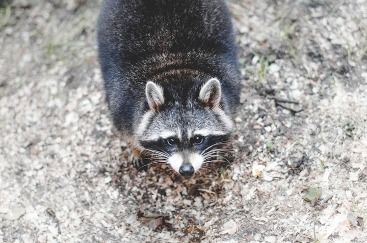 アウトブレイク　感染症　動物密輸　パンデミック