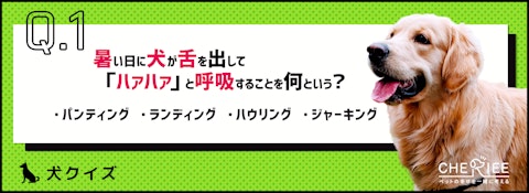 【クイズ】犬の熱中症の症状と対策。いざというとき対応できますか？のアイキャッチ画像