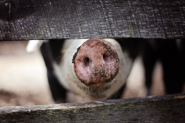 家畜　屠殺　動物福祉　食肉