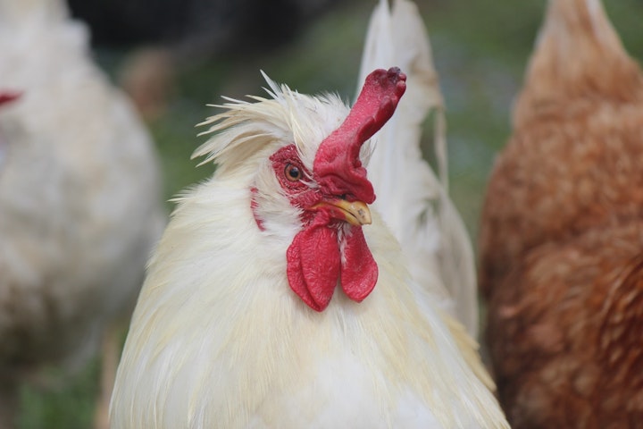 家畜　屠殺　動物福祉　食肉