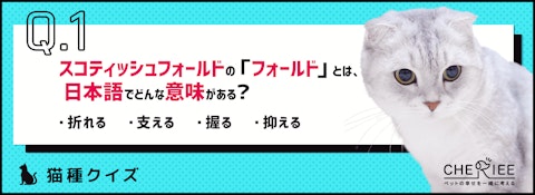 【猫種クイズ】遺伝疾患に注意！スコティッシュフォールドの雑学のアイキャッチ画像