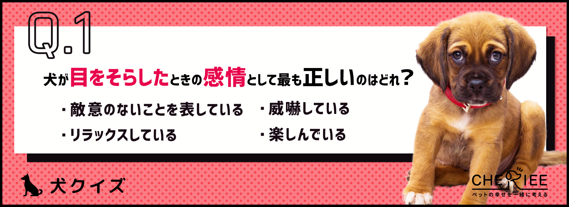 クイズ 分かった気になってない 犬のボディーランゲージの意味 シェリー ペットの幸せを一緒に考える