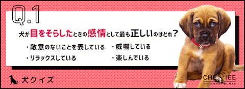 【クイズ】分かった気になってない？犬のボディーランゲージの意味のアイキャッチ画像