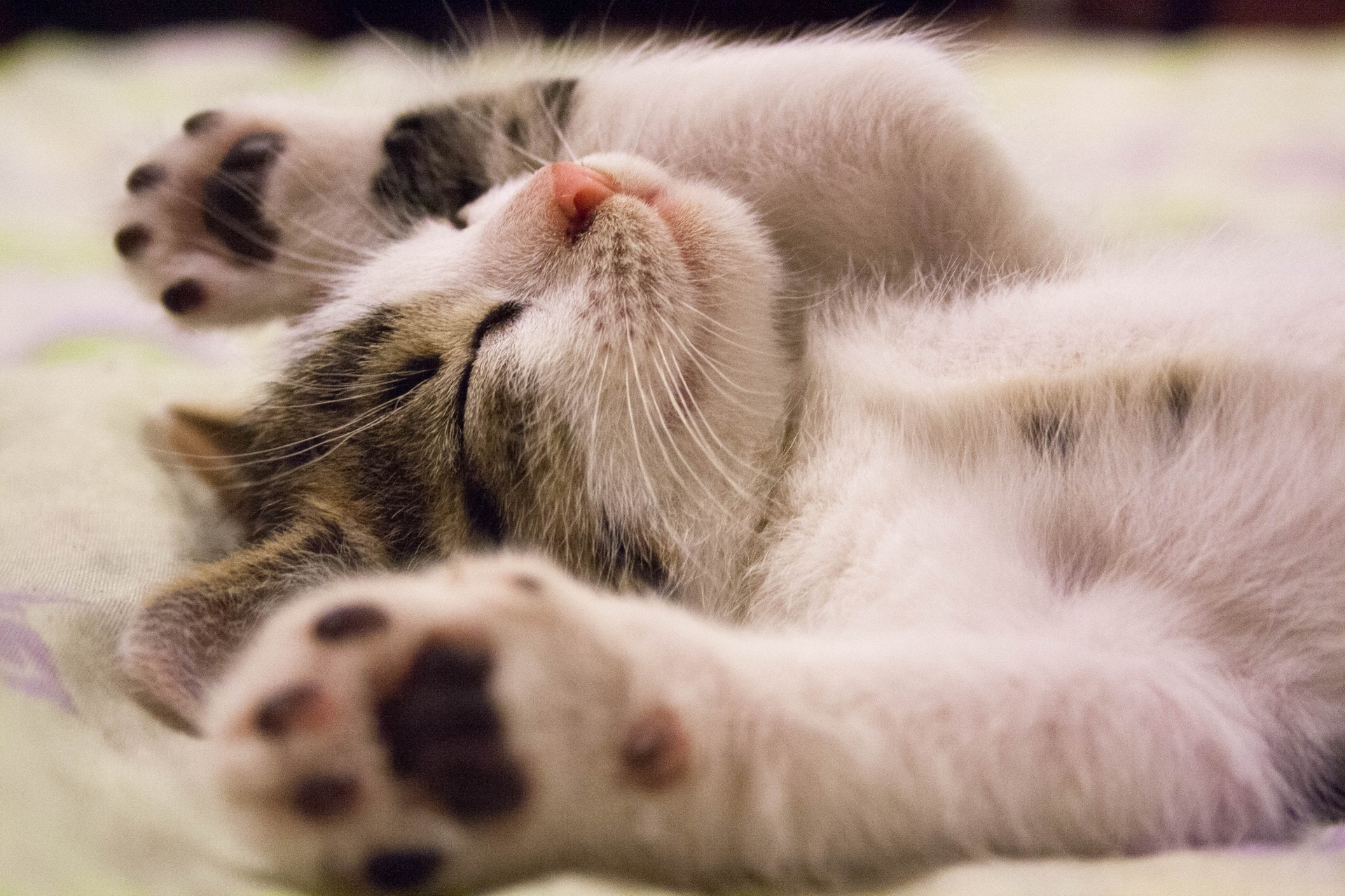 獣医師監修】ただの風邪？猫のウイルス性上部気道感染症(シェリー 