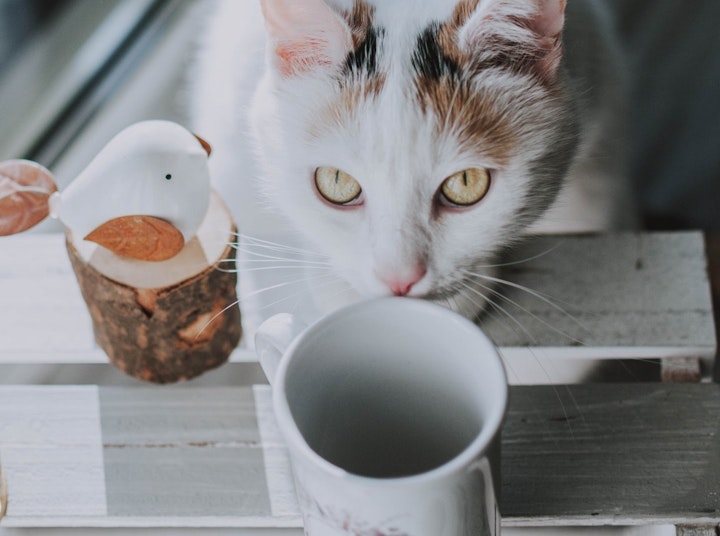 猫,肥満,ダイエット,食事管理,太りすぎ