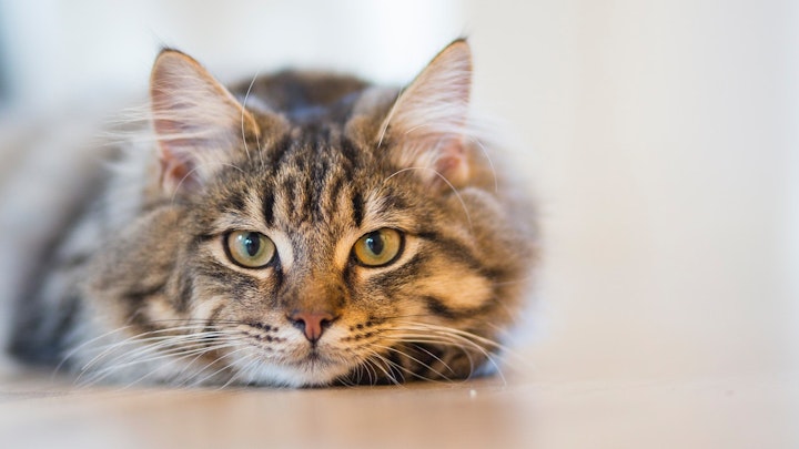 【獣医師監修】獣医師指導の食事管理で猫のダイエットを成功させよう - CHERIEE あにまるマガジン