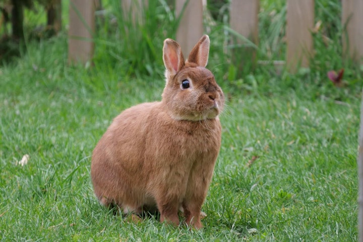 うさぎ,人気,性格,特徴,環境,種類,飼い方